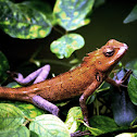 The Oriental Garden Lizard