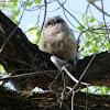 Great Horned Owlet