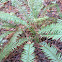 Sword fern