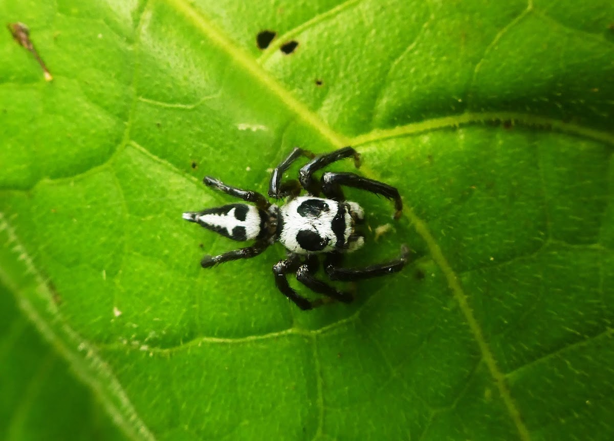 Phiale Spider (Male)