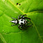 Phiale Spider (Male)