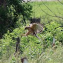 Red-Shouldered Hawk with prey (snake)