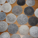 Common sand dollar