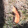 Pipevine Swallowtail Caterpillar