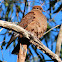 Brown Cuckoo-Dove