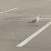 Ring-billed gull