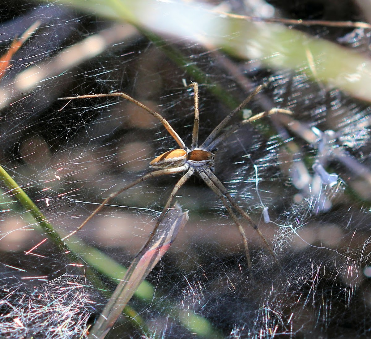 Sheet-web spider