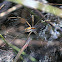 Sheet-web spider