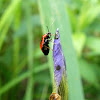 Red-bordered Black Plant Bug
