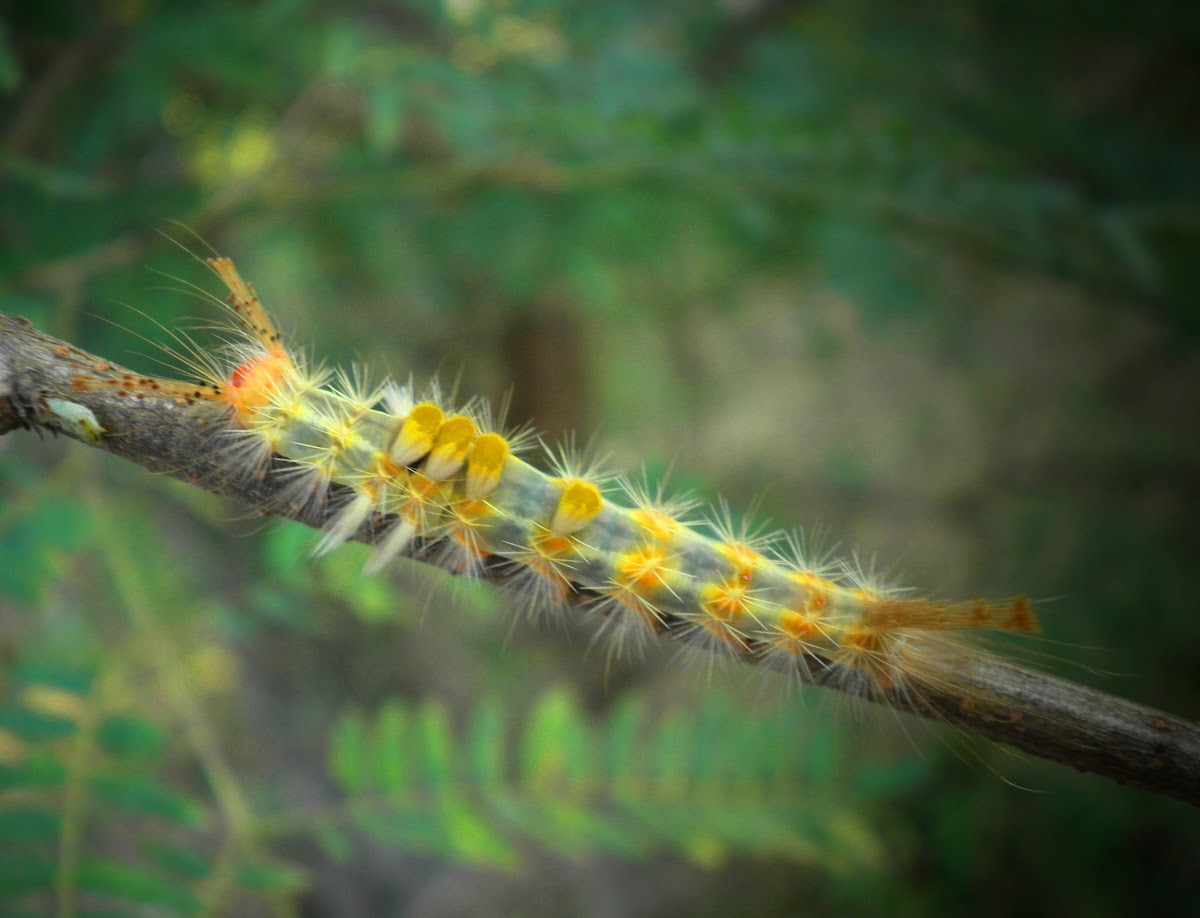 Tussock moth caterpillar.