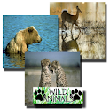 Wild Animals Backgrounds logo