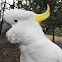  Greater Sulphur Crested Cockatoos