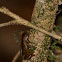 Yellow-bellied Puddle Frog