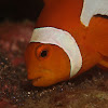 Nemo - False Clownfish & Embryos