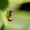 spider vs ant