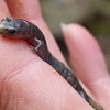 Lead phase Zigzag salamander