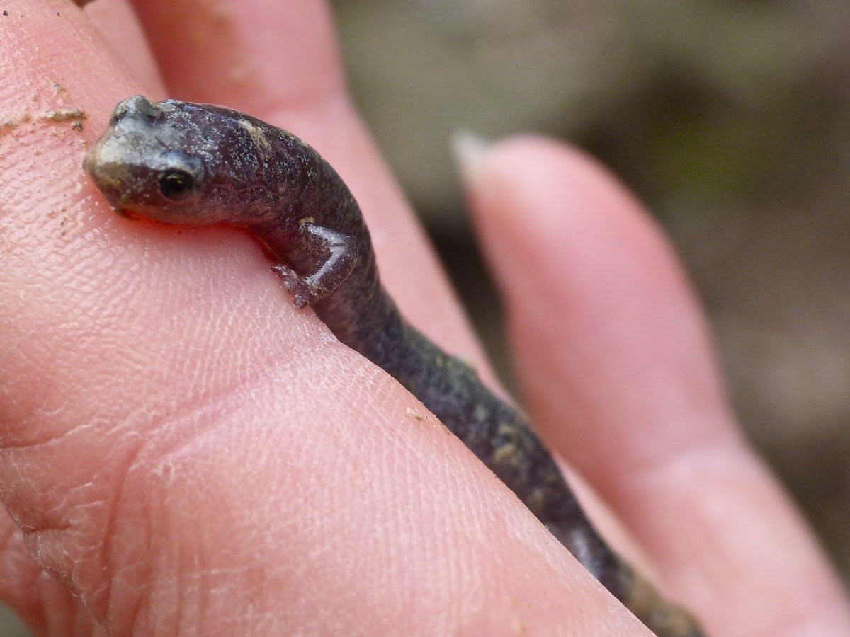 Lead phase Zigzag salamander