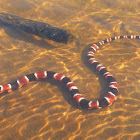Coral snake