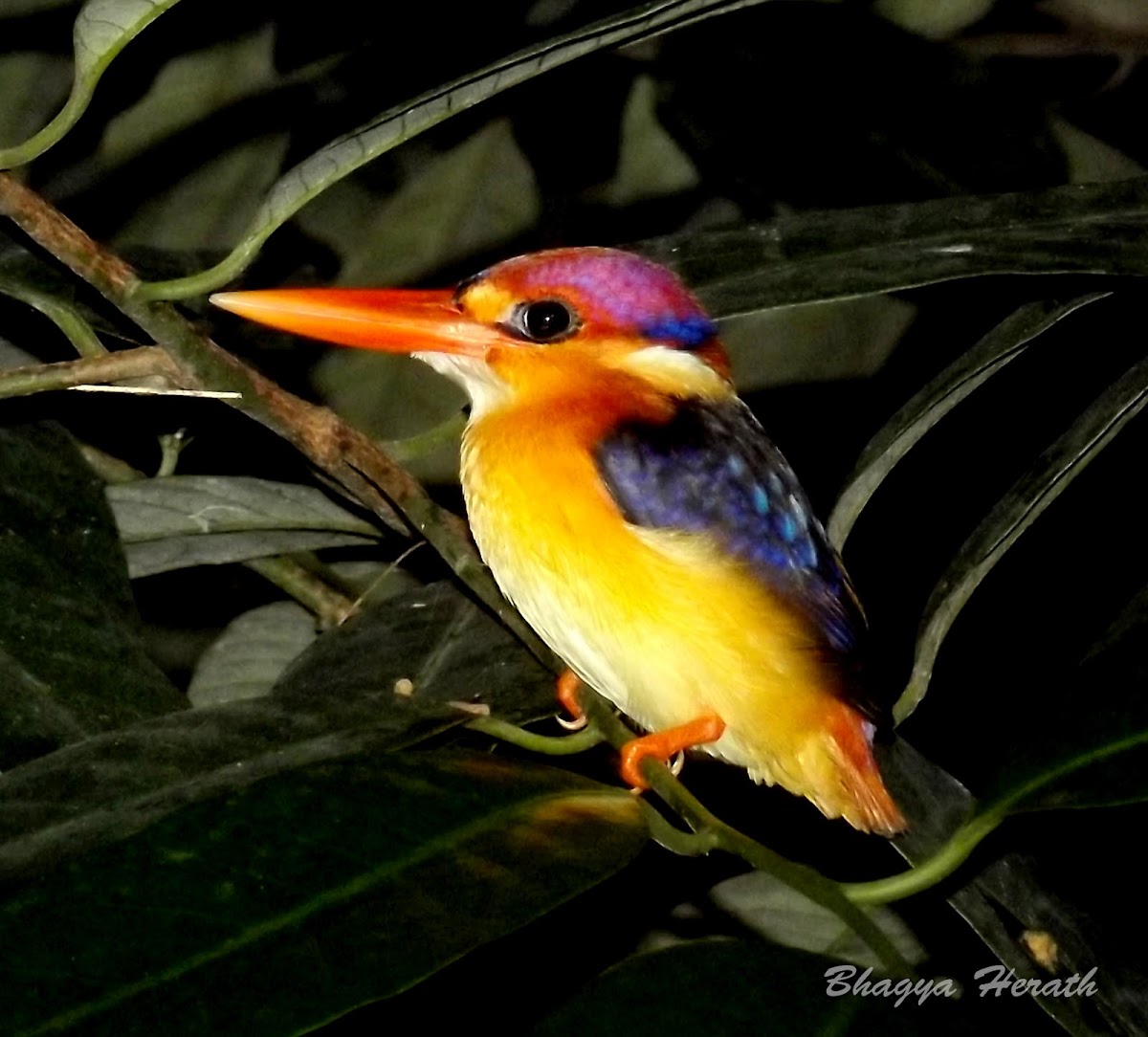 Oriental Dwarf Kingfisher/Three-toed Kingfisher