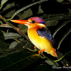 Oriental Dwarf Kingfisher/Three-toed Kingfisher