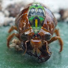 Subalpine Green Cicada