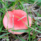 Red Russula