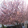 cheery blossom tree