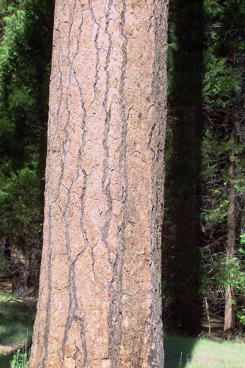 Dog wood bark