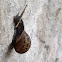Common/Brown Garden Snail