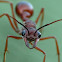 Giant Red Bull Ant