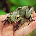 Treefrog