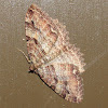 Tissue Moth