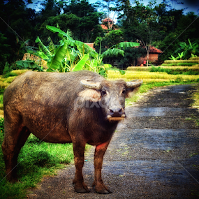 by J W - Animals Other Mammals