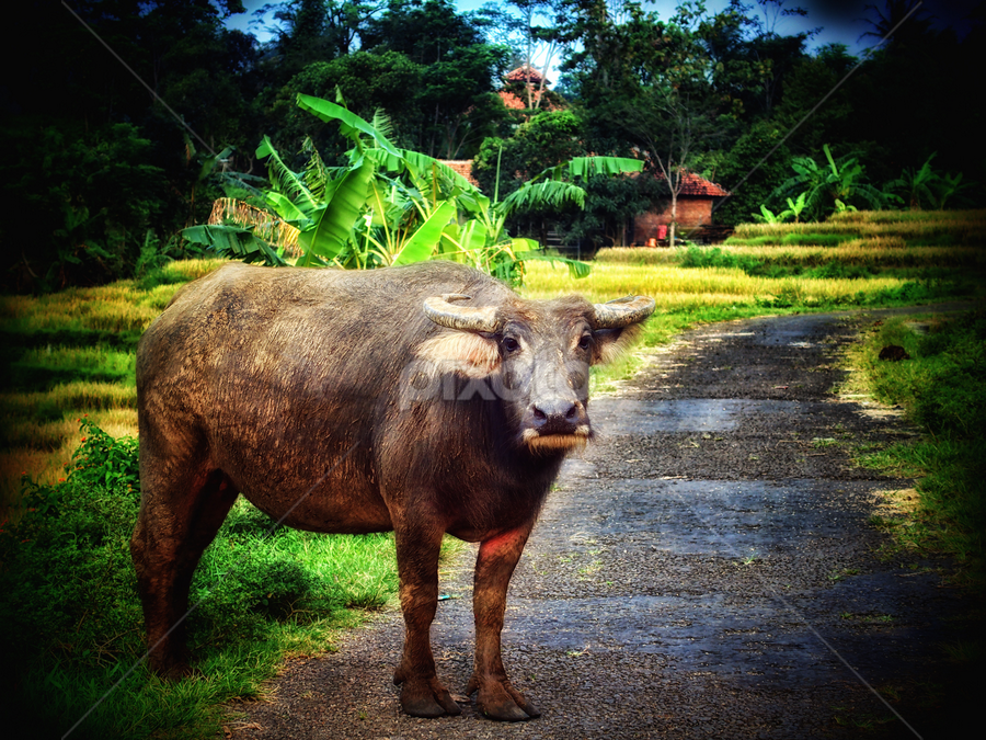 by J W - Animals Other Mammals