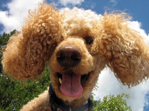 Poodle Wallpapers HD