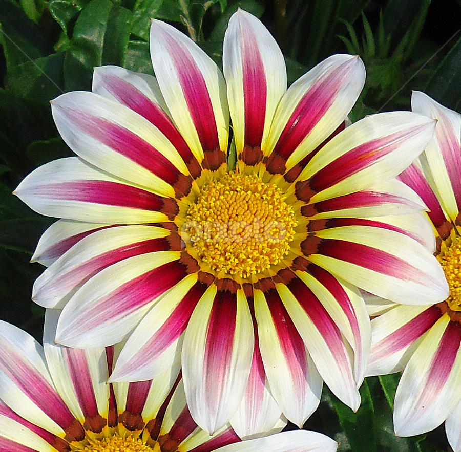 Gazania by Gordana Cajner - Flowers Flower Gardens