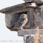 Little Owl; Mochuelo Común