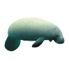 Manatee Side Sticker