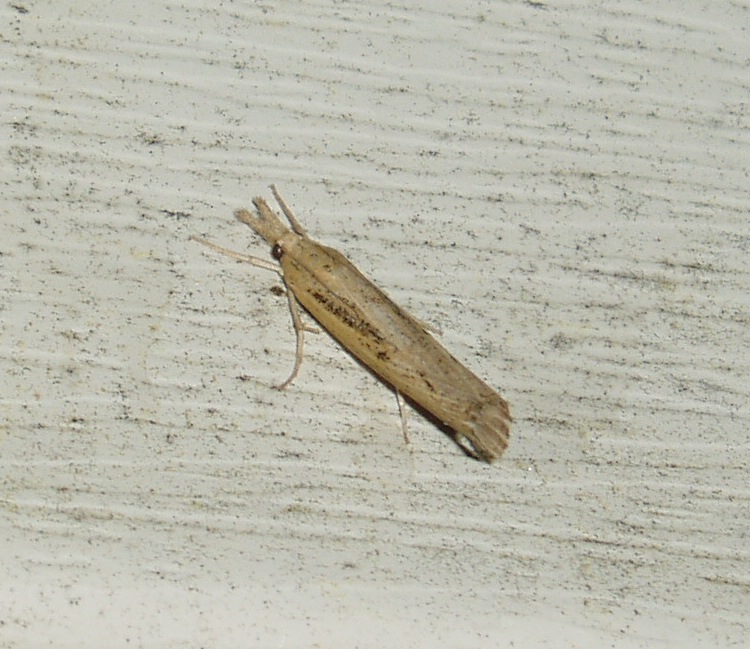 Sod Webworm Moth