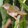 Common Tailorbird or Tuntuni
