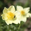 Alpine pasqueflower