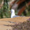 Yellow-legged Gull