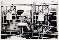 Groot rundveebedrijf in Limburg