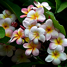 Pink Frangipani 46 by Mark Zouroudis - Flowers Flowers in the Wild