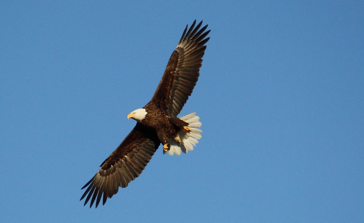 Bald Eagle