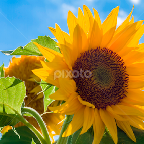 Sunflower by Valics Lehel - Flowers Single Flower