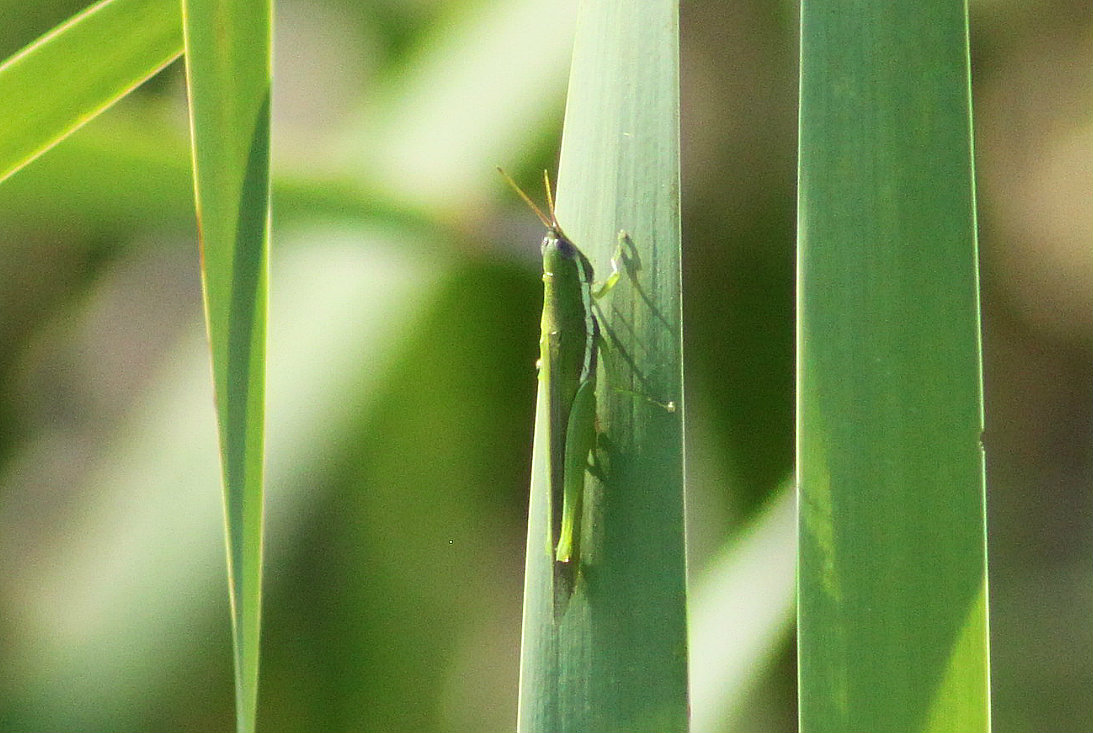 Glassy-winged Toothpick Grasshopper