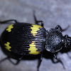 Ground Beetle