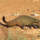 Stripe-Necked mongoose