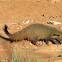 Stripe-Necked mongoose